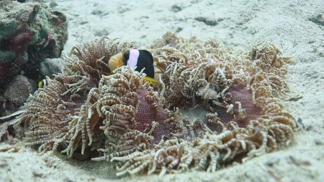 Adult Clark's Anemonefish Swims Rubs Against Beaded Sea Anemone Host