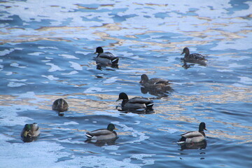 Mallards On Cold River, Gold Bar Park, Edmonton, Alberta