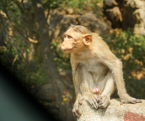 Indian macaque sitting on cement block