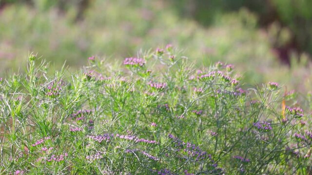Cumin cultivation and plants,unripped cumin Seeds and Jeera or zira plants,cumin plant or zeera plants,