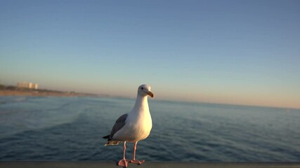 Seagull Looking out at beach 