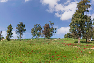 Fields of blooming red anemones on a background of trees.