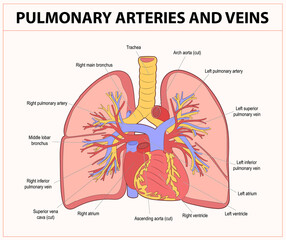 Diagram of lungs with arteries and veins  - obrazy, fototapety, plakaty