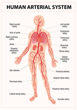 Human circulatory system diagram 