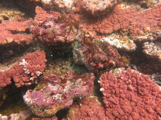 The coralline algae attached on rock at sea bottom