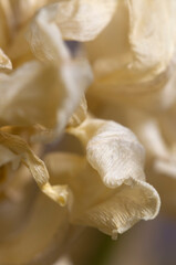 Dry Tulip flower fragment macro