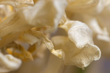 Dry Tulip flower fragment macro shot