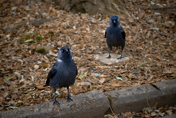 jackdaw on the curb in autumn foliage