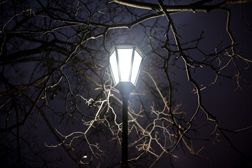 Bare branches of a tree in the rays of a lantern at night © schankz