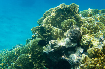 Fototapeta na wymiar Corals underwater on the background of water, landscape