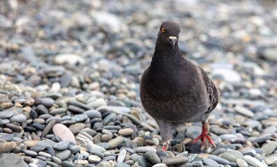 A pigeon walks on a stone pebble by the sea.