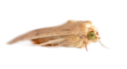Close up portrait of a moth butterfly on a white background.