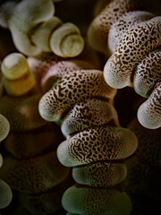Sea anemone tentacles close-up photography