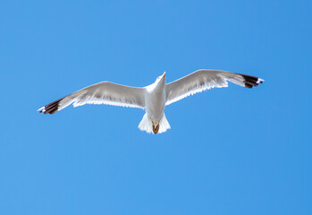 Seagull in flight against the blue sky.