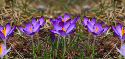 Crocus (plural: crocuses or croci) is a genus of flowering plants in the iris family. Flowers close-up on a blurred natural background. The first spring flower in the home garden.