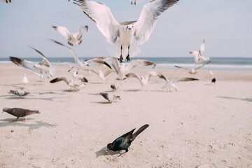 Seagulls and pigeons at beach against sky