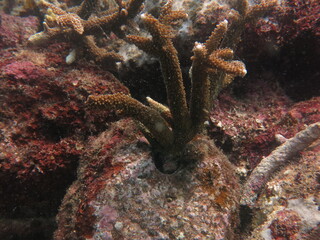 The coralline algae attached on rock at sea bottom