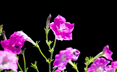 Obraz na płótnie Canvas Pink flowers on a plant