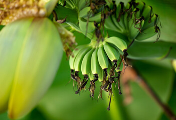 Obraz premium Small bananas on a plant in nature.