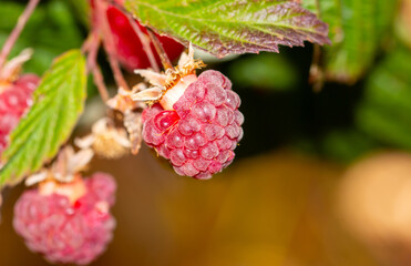 Red ripe raspberries on a plant in a vegetable garden.