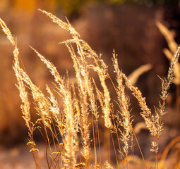 Yellow dry grass in nature