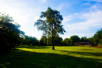 Trees in the Garden for background