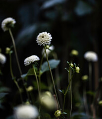 White Chrysanthemum in the Flower Dome, Singapore