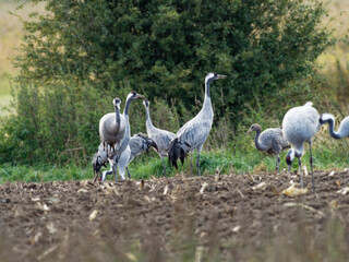 Kranich, Grus grus, Grauer Kranich, Eurasischer Kranich