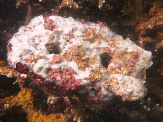 The coralline algae attached on rock at sea bottom