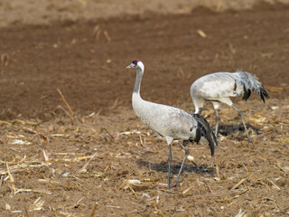 Kranich, Grus grus, Grauer Kranich, Eurasischer Kranich