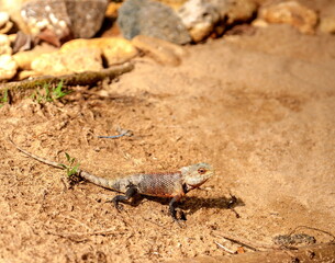 Lizard close-up on sand and rocks in Sri Lanka