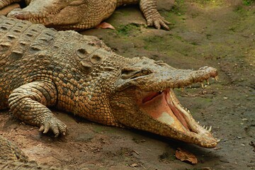 estuarine crocodile with mouth wide open