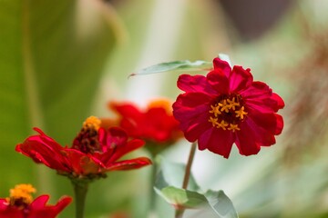 flowers in front of the house // banjarnegara INDONESIA