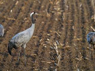 Kranich, Grus grus, Grauer Kranich, Eurasischer Kranich