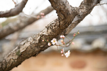 봄에 피어나는 매화꽃