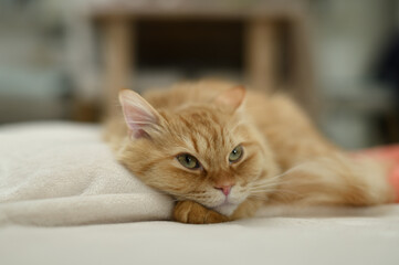 毛布の上でくつろぐ猫（マンチカン）