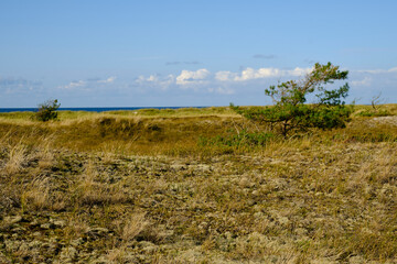Obraz premium Landschaft mit Dünen und Strandseen am Darßer Ort, Nationalpark Vorpommersche Boddenlandschaft, Mecklenburg Vorpommern, Deutschland