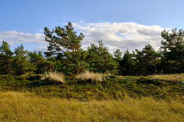 Obraz premium Landschaft mit Dünen und Strandseen am Darßer Ort, Nationalpark Vorpommersche Boddenlandschaft, Mecklenburg Vorpommern, Deutschland