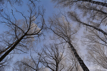 Winter scene with birch and oak trees. View from below on treetops in hoarfrost