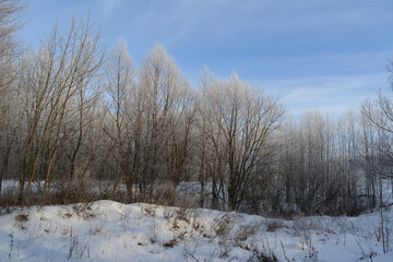 Beautiful winter landscape with frosty forest.