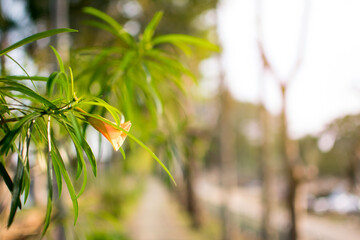 plant on blur nature background , copy space ,  plants landscape , wallpaper 