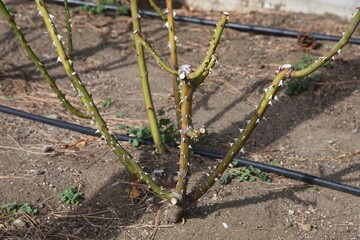 Close-up image of a rose thorn in February.