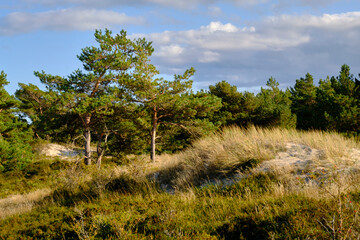 Landschaft mit Dünen und Strandseen am Darßer Ort, Nationalpark Vorpommersche Boddenlandschaft, Mecklenburg Vorpommern, Deutschland