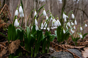 Snowdrops in the forest. The first spring flowers. Hello spring concept