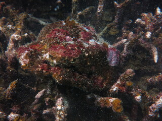 Fototapeta na wymiar The coralline algae attached on rock at sea bottom