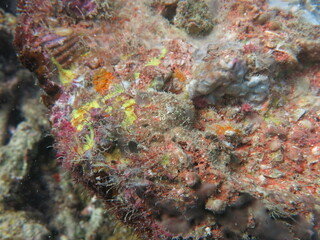 Obraz na płótnie Canvas The coralline algae attached on rock at sea bottom