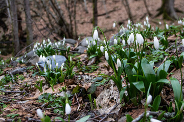 Snowdrops in the forest. The first spring flowers. Hello spring concept