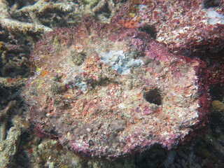 The coralline algae attached on rock at sea bottom