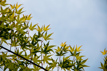風景素材　鮮やかな青紅葉