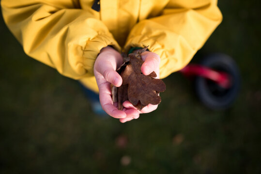 Low section of girl holding dry leaves in hands